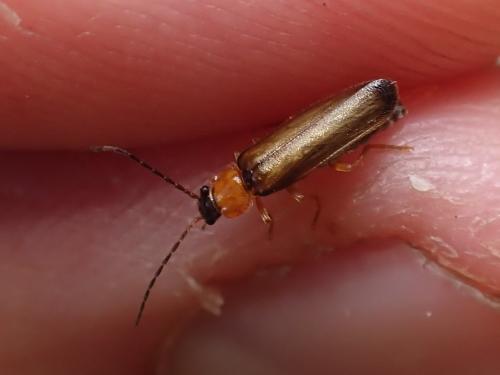Rhagonycha lutea